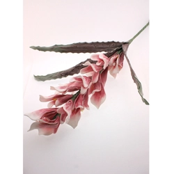 Habvirág, kardvirág, 95cm, rózsaszín árnyalatos